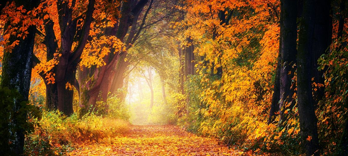 Autumn Woodland Avenue