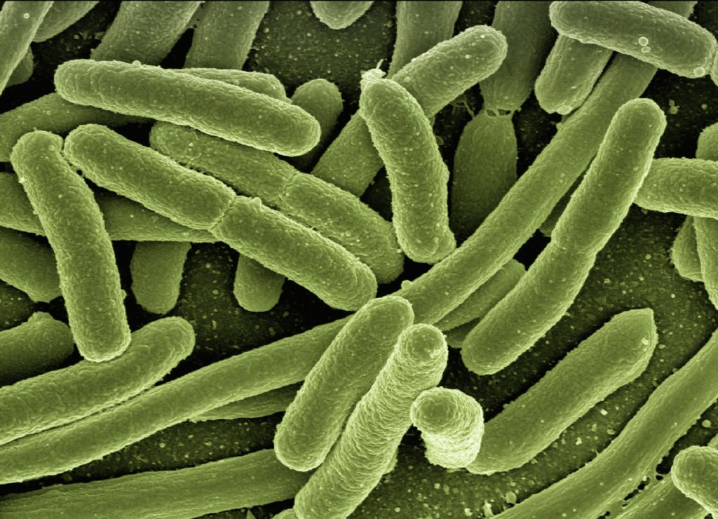 E coli