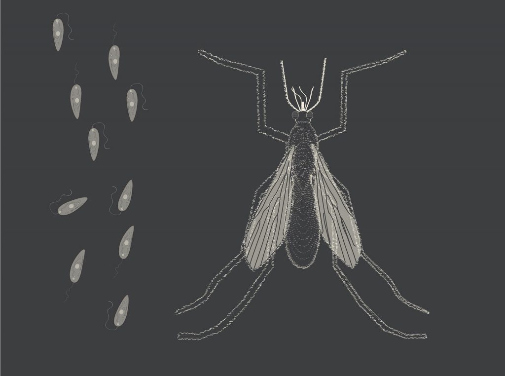 Sandfly and larvae