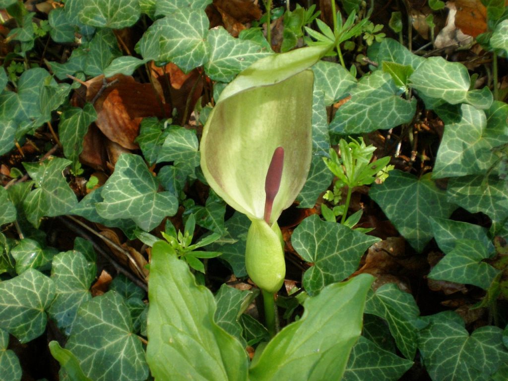Poisonous Lords and ladies (Arum maculatum)