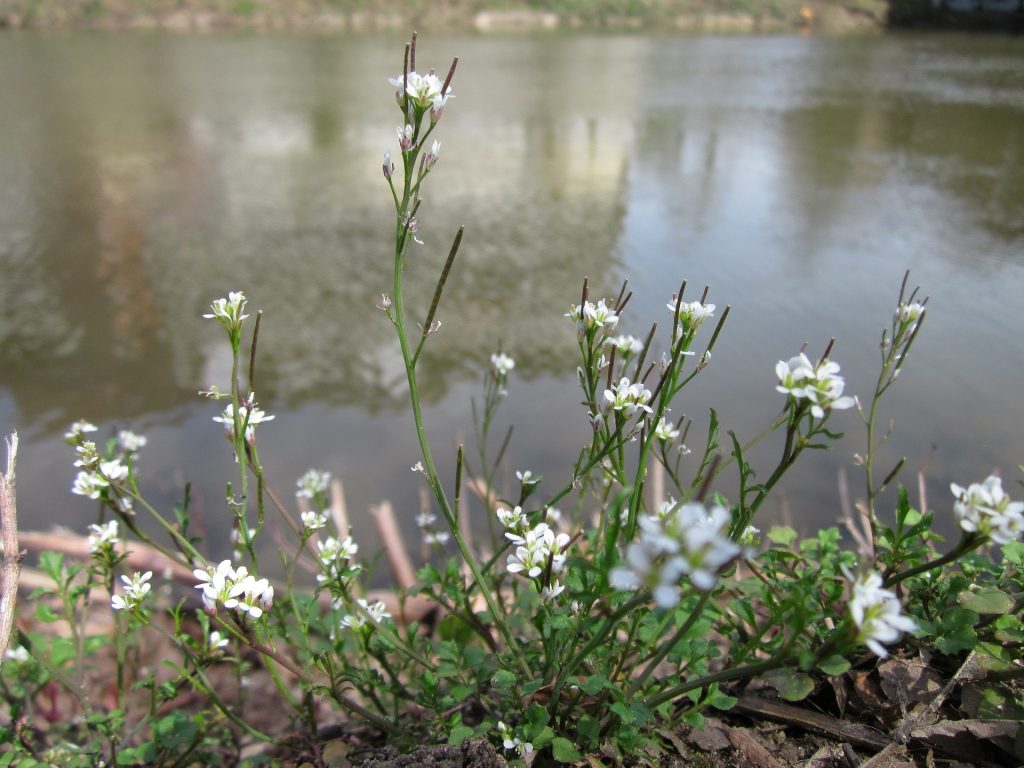 Hairy bittercress (Cardamine hirsuta)
