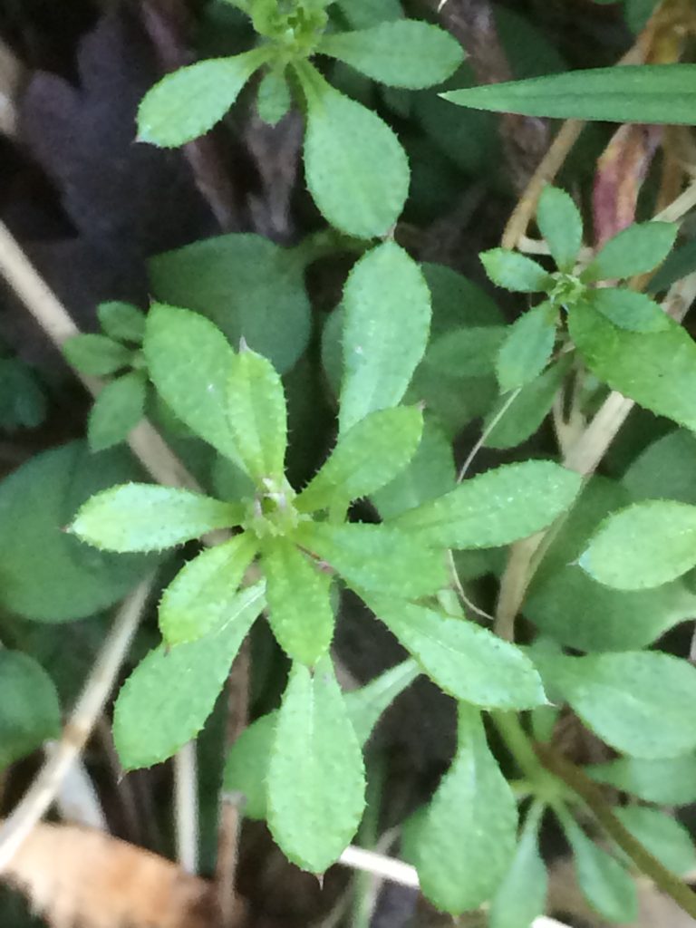 Cleavers (aka sticky willy and goose grass)
