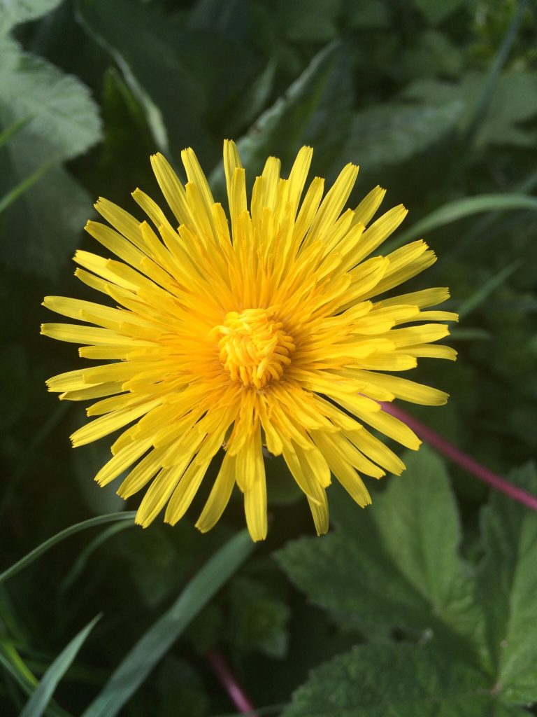 Dandelion