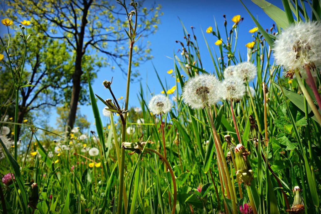 Dandelion parachutes