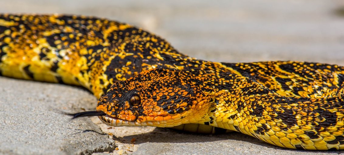 Snake