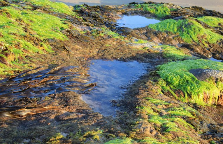 Rock pools