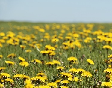 Dandelions are used as a detoxifier