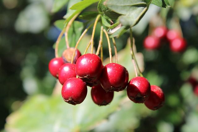 Hawthorn extract reduces high blood pressure