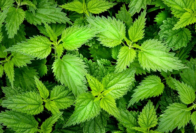 Nettles have an anti-hemorrhagic effect