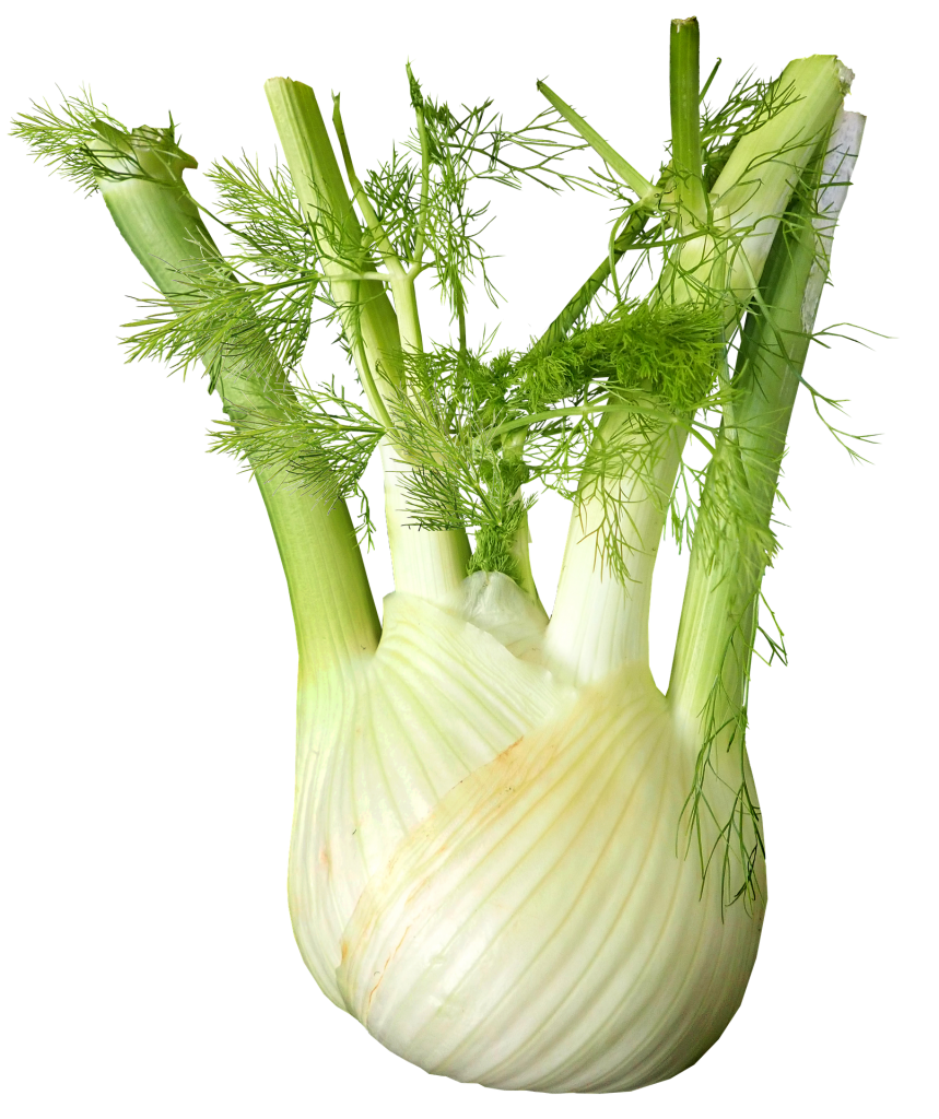 Fennel