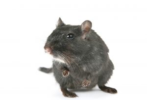Rat