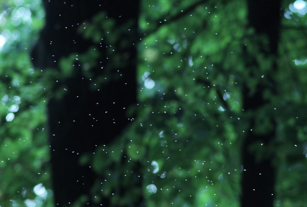 Mosquitoes in the rainforest