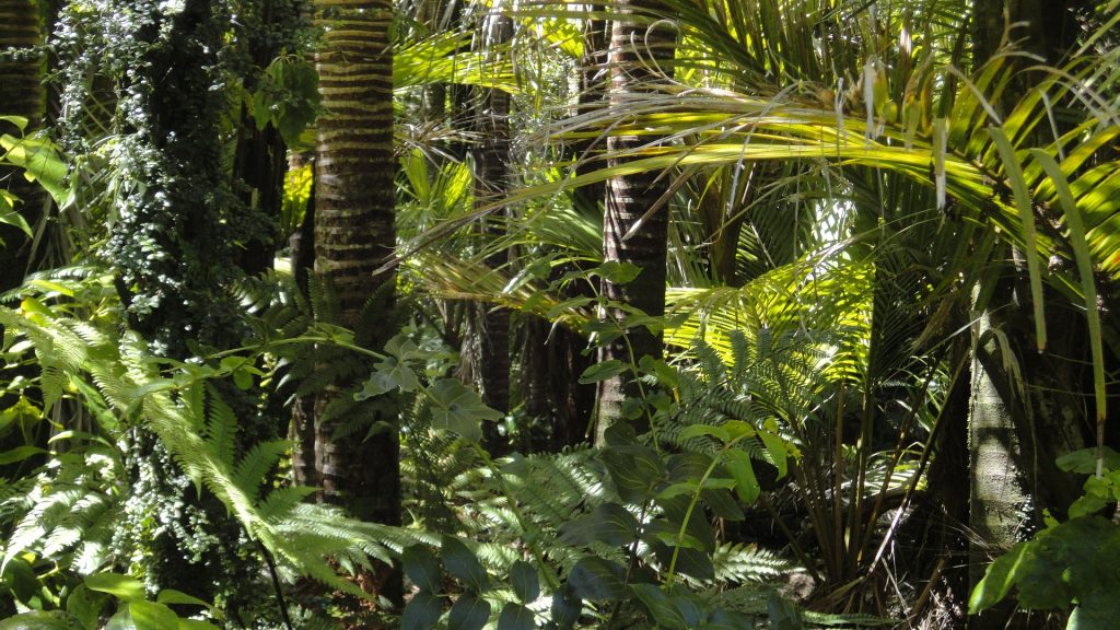 Amazon Rainforest
