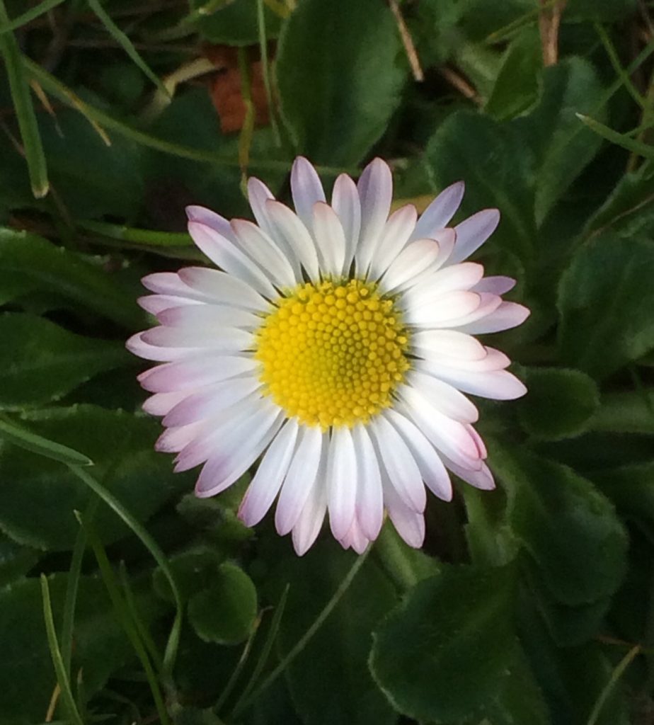 Daisy