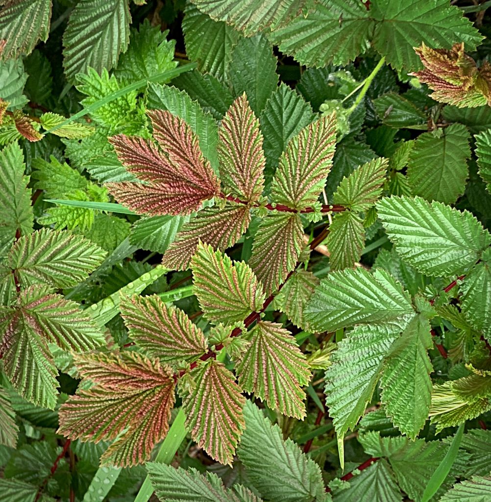 Meadowsweet leaves