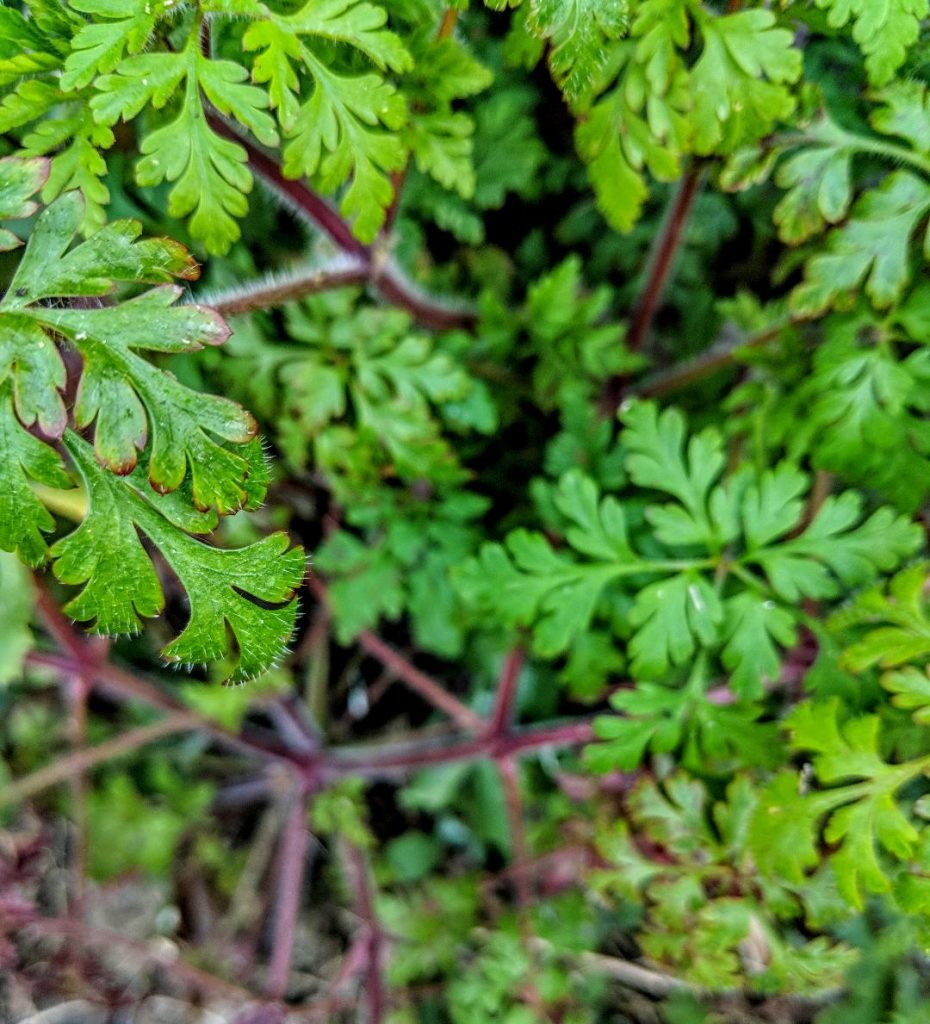 Herb Robert