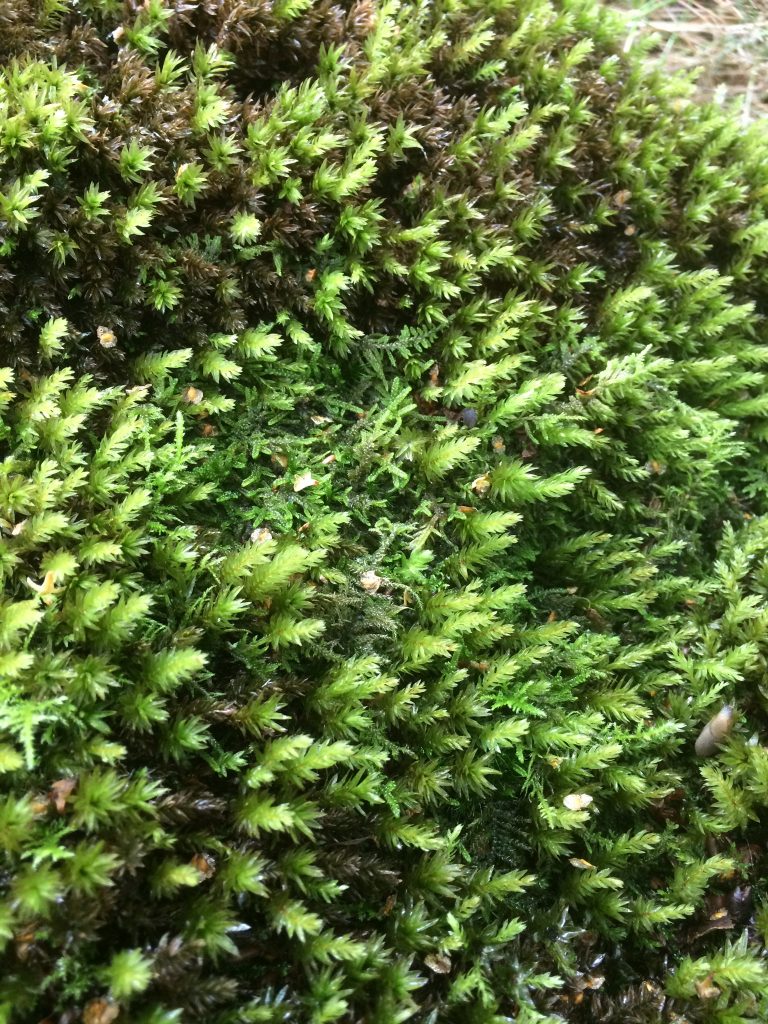 Sphagnum Moss