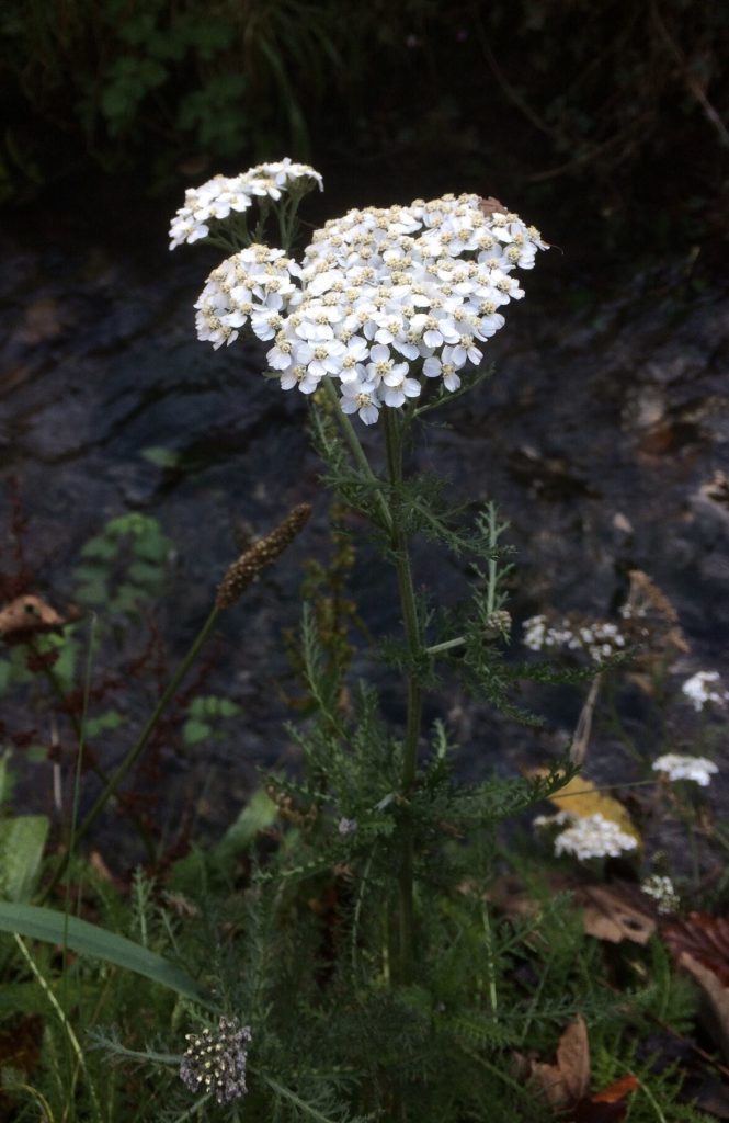 Yarrow