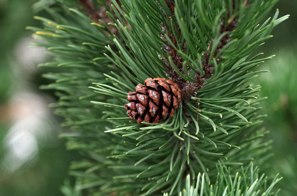 Pine needles and cone