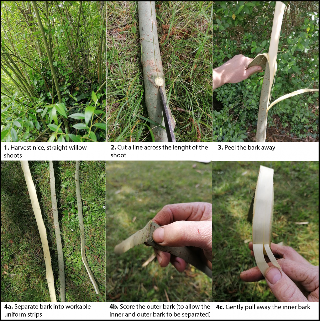 harvesting to strips of bark