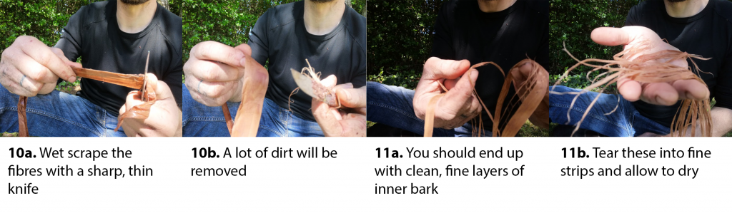 Cleaning the fibres and making into fine strips