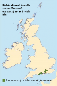 Distribution of Smooth snakes
