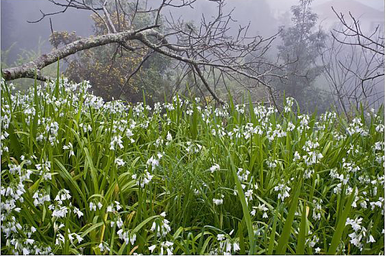Three-Cornered Leek