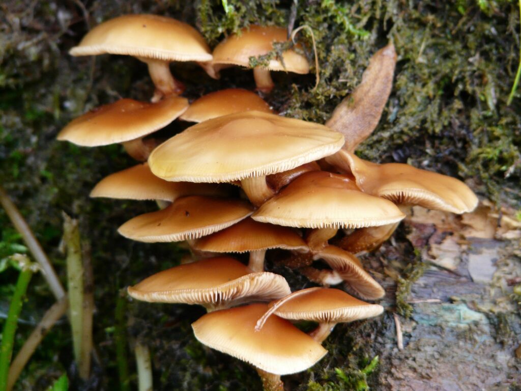 Velvet Shank